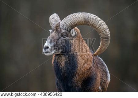 Big Mouflon Animal. Ovis Gmelini, Forest Horned Animal In Nature Habitat