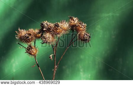 Carduus Acanthoides - A Dry Stem Of Thistle And At The End Are Dry Prickly Fruits Illuminated By The