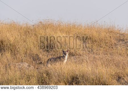 White Footed Fox Or Desert Fox Or Vulpes Vulpes Pusilla Portrait In Wild With Natural Sky Background