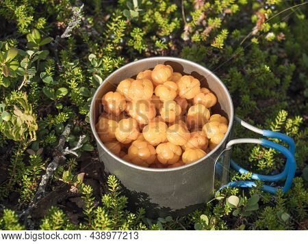 Close Up Titanium Travel Mug Full Of Ripe Orange Yellow Cloudberry, Rubus Chamaemorus. Macro Of Fres