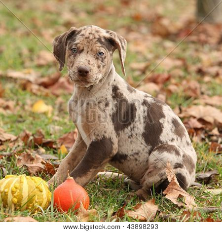 Chiots Catahoula Louisiane en automne