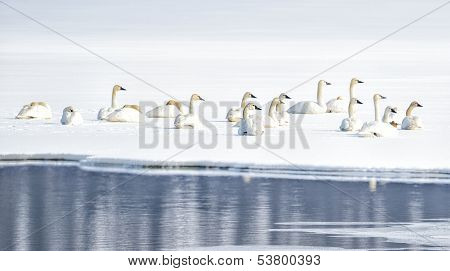 Tundra Swans on Snowy Lake