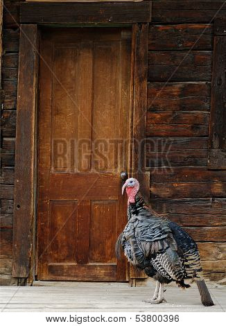 Wild Turkey at Cabin Door