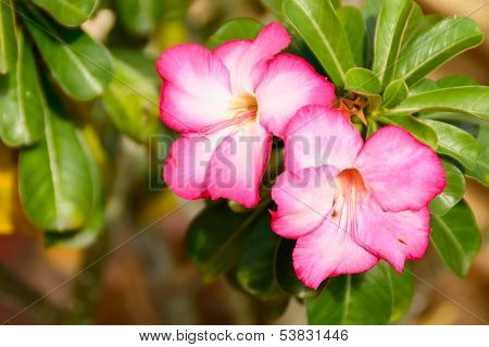 Adenium Obesum (desert Rose; Impala Lily; Mock Azalea)