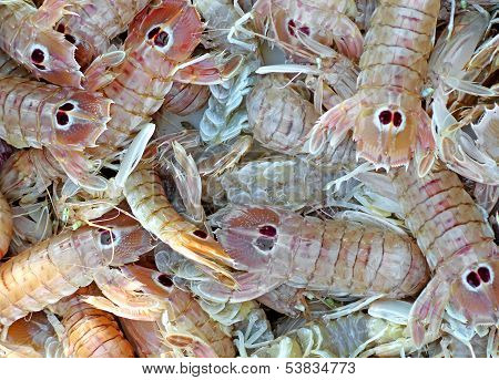 Cannocchie Fresh Fish Freshly Caught From A Fisherman