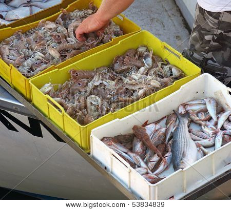 Cannocchie Fresh Fish Freshly Caught From A Fisherman In The Sea
