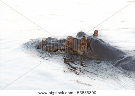 Hippopotamus head