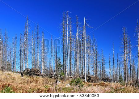 Forest Dieback