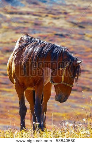 The Brown Horse Is Grazed
