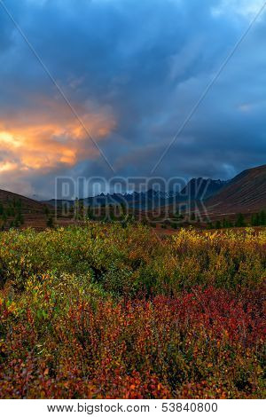 Mountains, Dwarfish Birch, Sunset