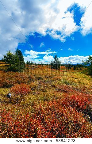 Tundra Cloud Trees