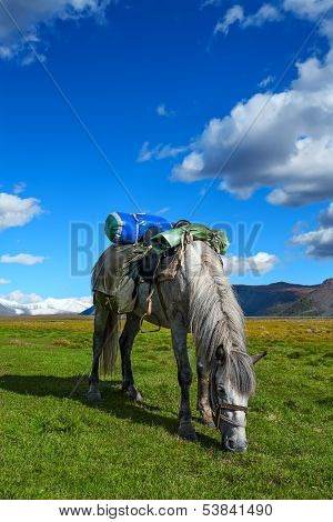 Horse, Grass, Mountains