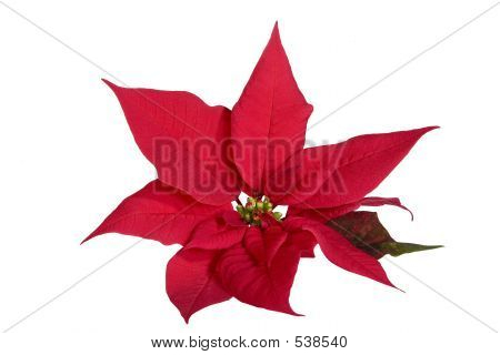 붉은 포 인 세 티아