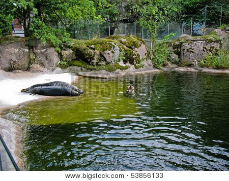 Seal In Skansen