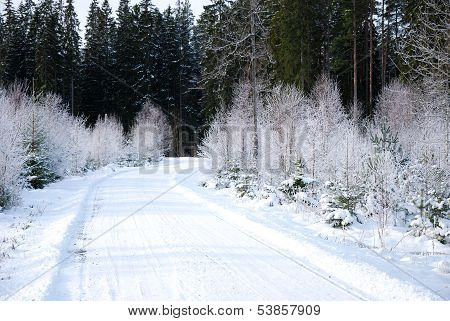 Forest Road