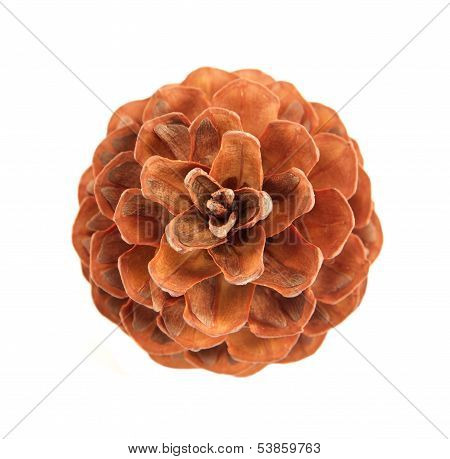 Pinecone