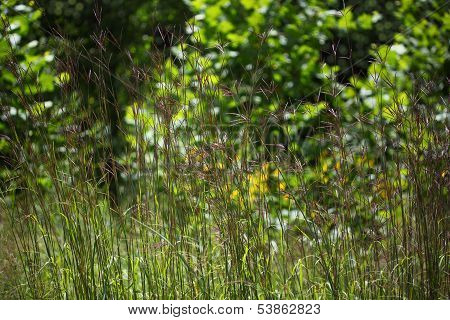 Smooth Crabgrass