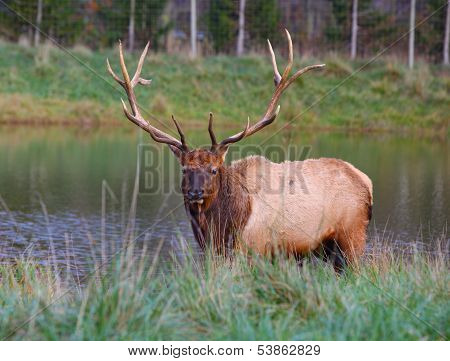 Bull Elk