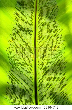 Birdnest fern leaf detail shot showing spores.