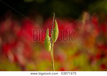 Milkweed Pods, Autumn