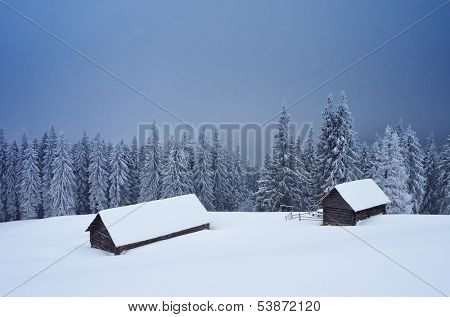 Winter landscape with a hut in a mountain forest. Blizzard overcast day. Ukraine, Carpathian mountains, the valley Kukul