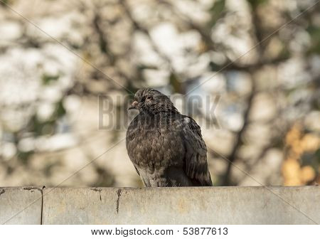 Pidgeon Standing On The Wall With An Interestingly Blurred Background.