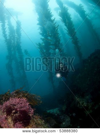 Diver In The Kelp In Catalina