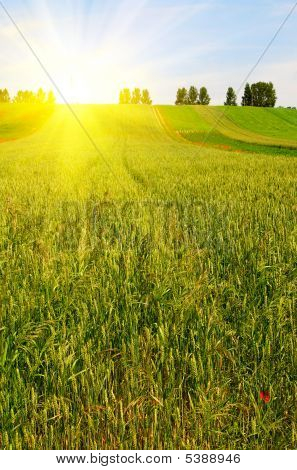 Grünen Wiese und Sonnenuntergang.