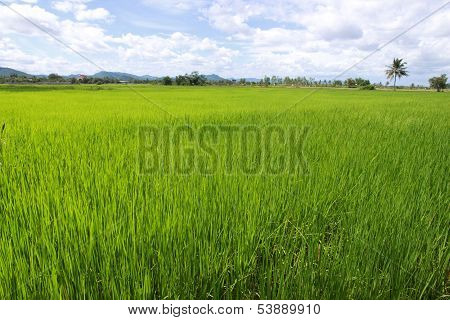 Cornfield