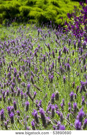 Lavanda Field