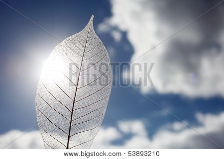 skeleton leaf