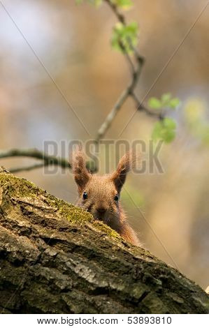 Red squirrel