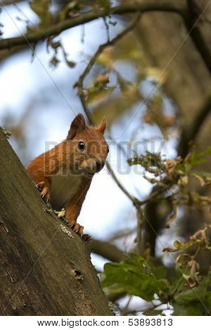 Red squirrel