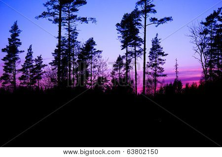 Purple Sunset In The Forest