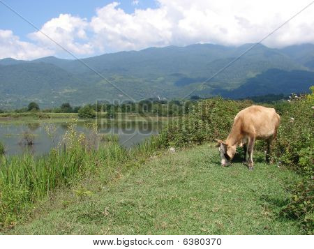 Mountain landscapes of Abhaziya