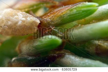 Sprouts Of Branch Of Fir-tree Are In Resin. Macro. Extreme Closeup