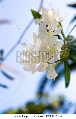 White Flower In Kavros Village, Crete, Greece