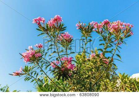 Pink Flowers In Kavros Village,crete,greece.