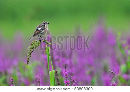 Common stonechat