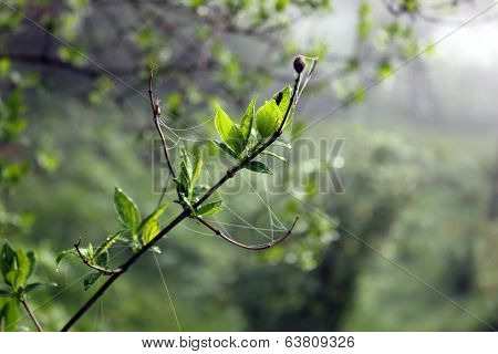 jasmine twig