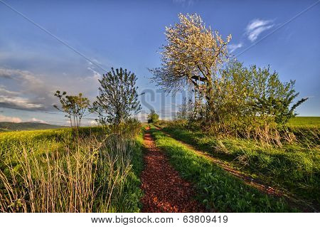 path between fields