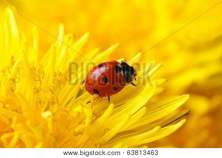 Little Ladybug On Yellow Dandelion Flower Macro