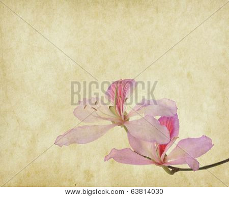 bauhinia flower on Grunge Abstract Background