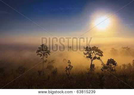 Sunrise, Forest