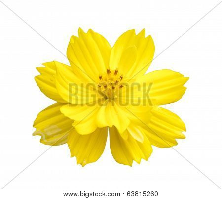 Vintage Nice Flower