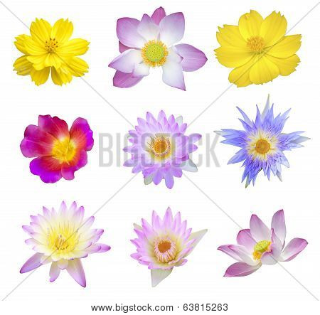 Various Flowers