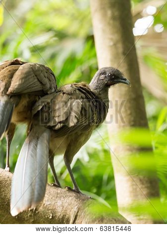 Portrait Of Crested Guan Birds
