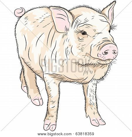 Vector Closeup Portrait Of Funny Piggy