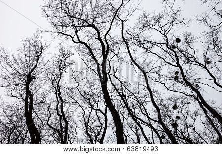 Silhouettes Of Bare Trees With Mistletoes