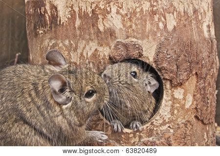 Kiss Degus